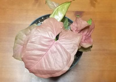 High angle view of pink flowers on table