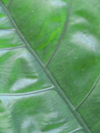 Full frame shot of green leaf