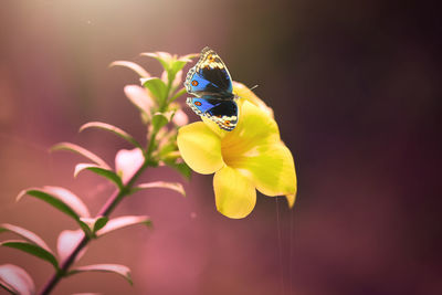 Close-up of butterfly pollinating on purple flower