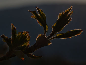 Close-up of flowering plant