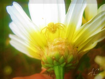 Close-up of yellow flower