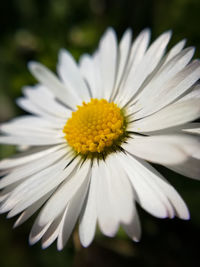 Close-up of white flower