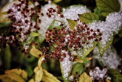 Close-up of white flowering plant