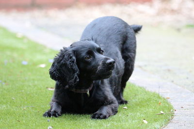 Black dog looking away