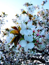 Close-up of white flowers blooming on tree