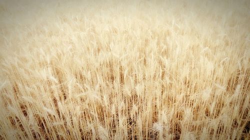 Full frame shot of stalks in field