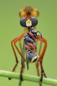 Frontal of robberfly with prey