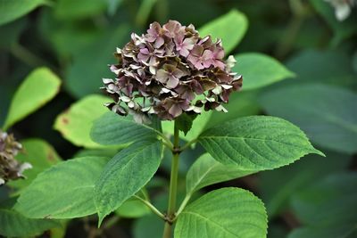 Close-up of purple flowering plant