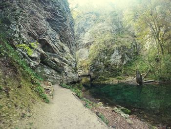 Scenic view of forest