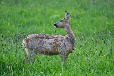 Deer standing on field