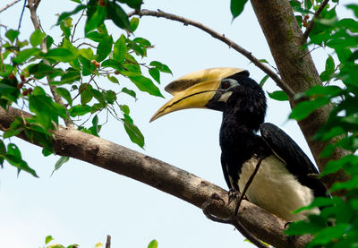 Low angle view of bird perching on tree