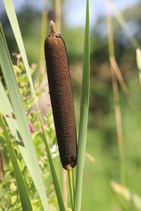 Close-up of mace reed