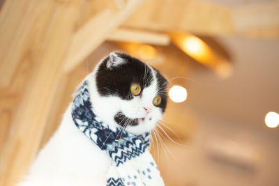 Close-up of cat looking away