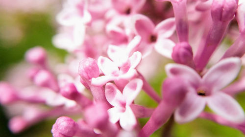 Close-up of pink flowering plant