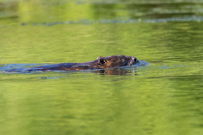 The eurasian beaver on the drava river