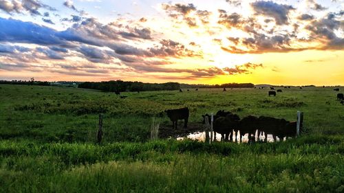 Scenic view of field against sky during sunset