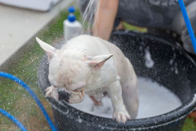 Woman bathing dog at yard