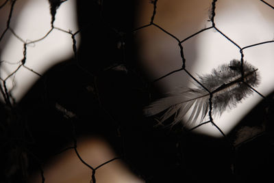 Close-up of dandelion against chainlink fence