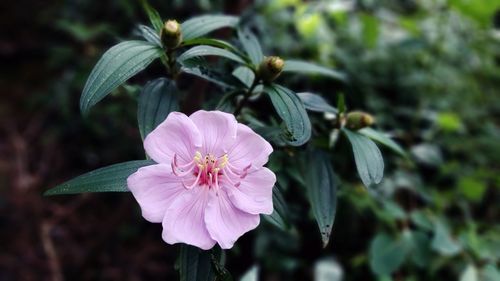 Close-up of pink flowering plant