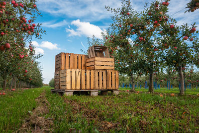 Crates in orchard full of apple trees with ripe apples ready for harvest