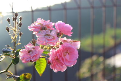 Close-up of pink flowers