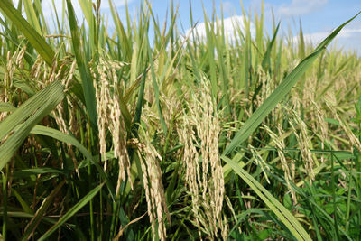 Full frame shot of crops growing in field