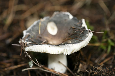 Close-up of mushroom growing on field