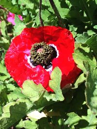 Close-up of red flower