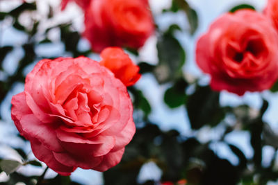 Close-up of red rose