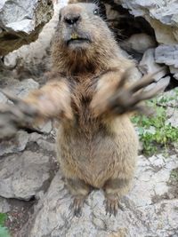 Close-up of marmot on rock