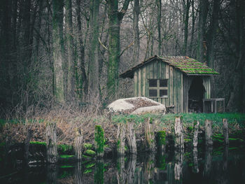 Plants and trees by lake in forest