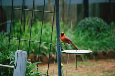 Bird perching on railing