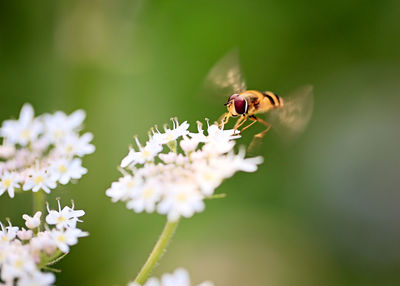 Close-up of bee pollinating on flower