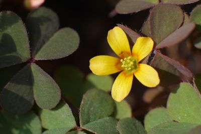 Close-up of yellow flower