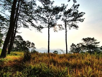 Trees on field against sky