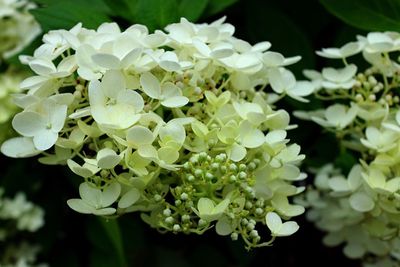 Close-up of white flowers blooming outdoors