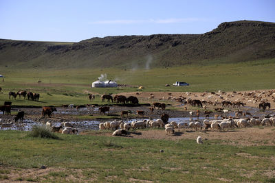 Flock of sheep grazing on field