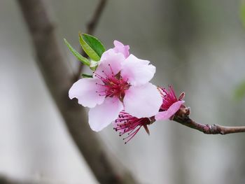 Close-up of pink cherry blossom