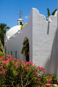 Low angle view of white flowering plant against building
