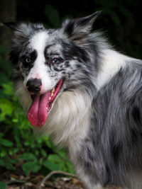 Border collie portrait in the forest after training and working - summer outdoors