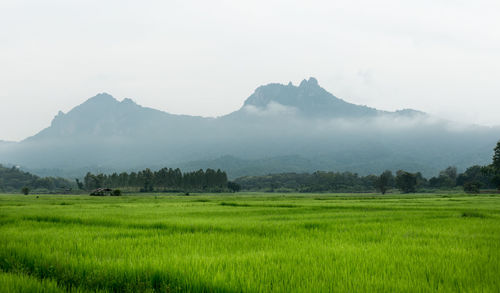 Scenic view of agricultural field against sky