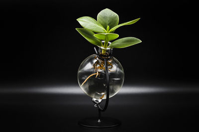 Close-up of glass vase on table against black background