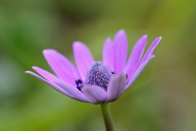 Close-up of purple flower