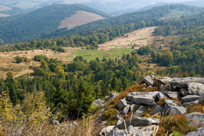 Scenic view of pine trees on mountain