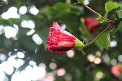 Close-up of pink rose