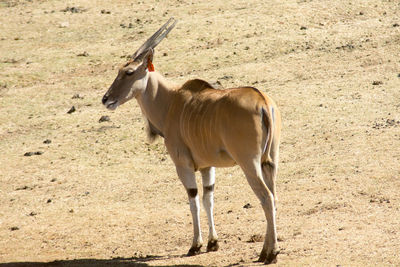 A wild eland or antelope in an african game reserve or safari