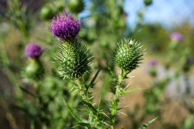 Close-up of thistle flowers on field
