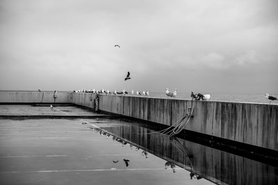 Seagulls flying over sea against cloudy sky