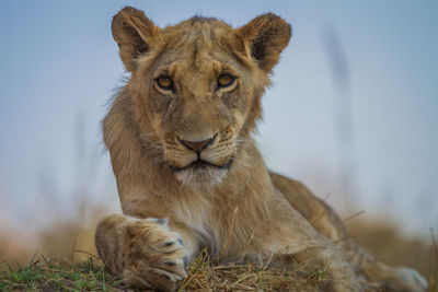 Portrait of lion relaxing outdoors