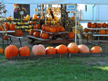 Pumpkins on field